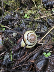 Monadenia infumata callidina