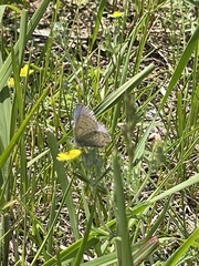 Plebejus samuelis