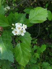 Crataegus macrosperma