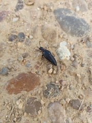 Physomeloe corallifer