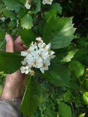 Crataegus macrosperma