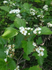 Crataegus macrosperma