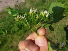 Crataegus macrosperma
