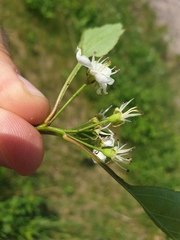 Crataegus macrosperma