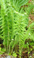 Oreopteris quelpartensis