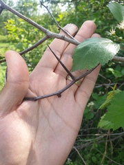 Crataegus macrosperma