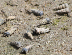 Cerithideopsis californica