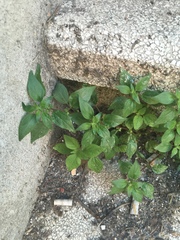 Parietaria officinalis