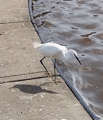 Egretta garzetta