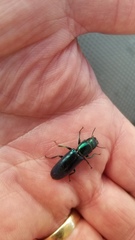 Temnoscheila virescens