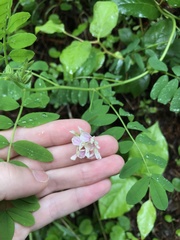 Lathyrus delnorticus