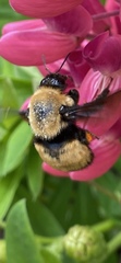 Bombus nevadensis