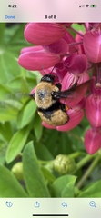 Bombus nevadensis