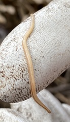 Geonemertes pelaensis