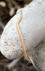 Geonemertes pelaensis