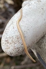 Geonemertes pelaensis