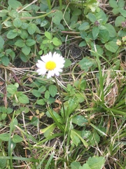 Bellis perennis