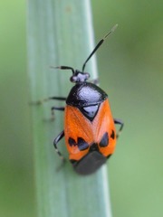 Deraeocoris rutilus