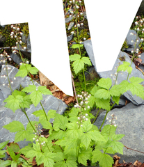 Tiarella trifoliata trifoliata