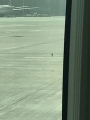 Acridotheres tristis