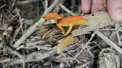 Gymnopilus liquiritiae