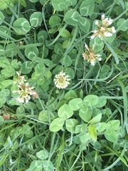 Trifolium repens