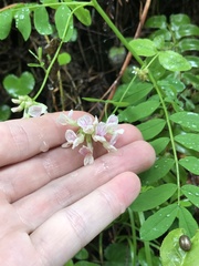 Lathyrus delnorticus