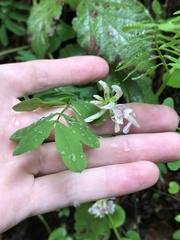 Lathyrus delnorticus