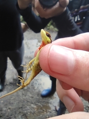 Anolis notopholis