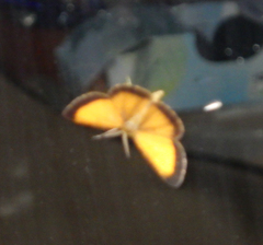 Isturgia limbaria