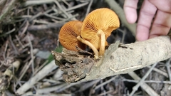 Gymnopilus liquiritiae