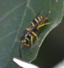 Vespula maculifrons