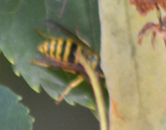 Vespula maculifrons