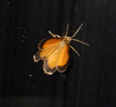 Isturgia limbaria