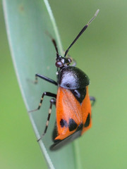 Deraeocoris rutilus