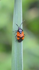 Deraeocoris rutilus