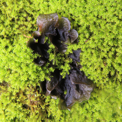 Nostocaceae