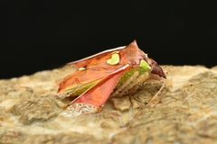Rhyncholepta