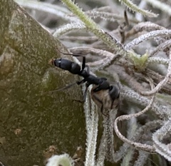 Leptogenys falcigera