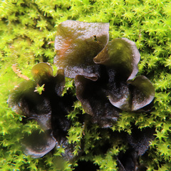 Nostocaceae