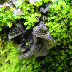 Nostocaceae