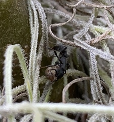 Leptogenys falcigera