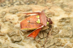 Rhyncholepta