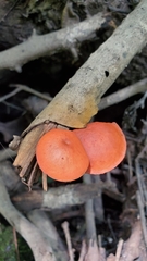 Gymnopilus liquiritiae