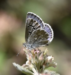 Icaricia icarioides austinorum