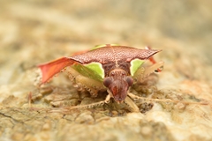 Rhyncholepta