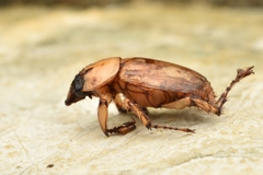 Cyclocephala lunulata