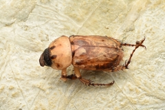 Cyclocephala lunulata