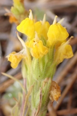 Triphysaria versicolor