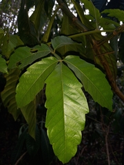 Paullinia pinnata
